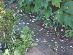 シュウメイギクの花びらが散った煉瓦道