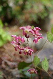 Epimedium x rubrum