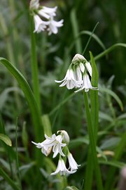 庭の植物あれこれ アリウム トリケトラム