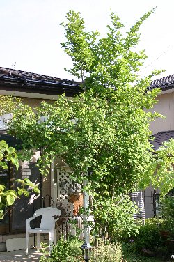 VmL