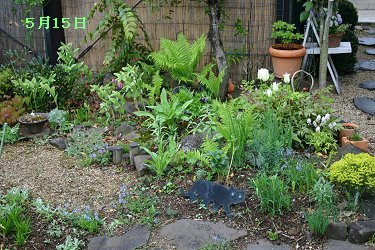 山野草コーナー5月15日