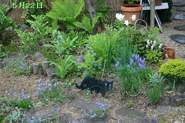 山野草コーナー5月22日